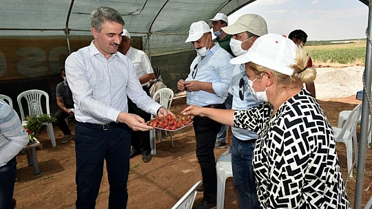Vali Baruş, Tarımsal Üretim Seracılık Alanında Gezdi