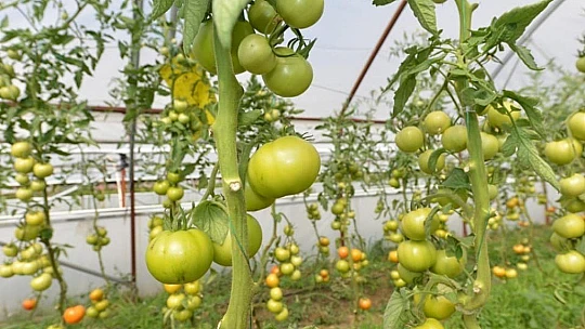 Yeşilyurt Belediyesi Tarımsal Hizmetlerde Büyük Bir Mesafe Kat Etti
