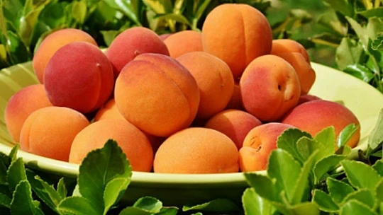 Tarihi Ana Şahitlik Edenlere Malatya Kayısısı İkram Edeceğiz