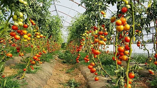 Çınar, Yeşilyurt Kadın Girişimi Ve İşletme Kooperatifi Üyelerini Sera Alanında Ağırladı