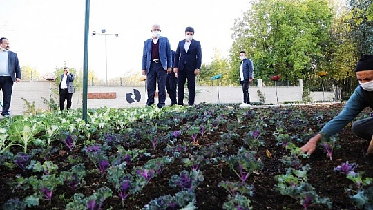 25 Bin Kök Süs Bitkisinin Dikimi Yapılıyor