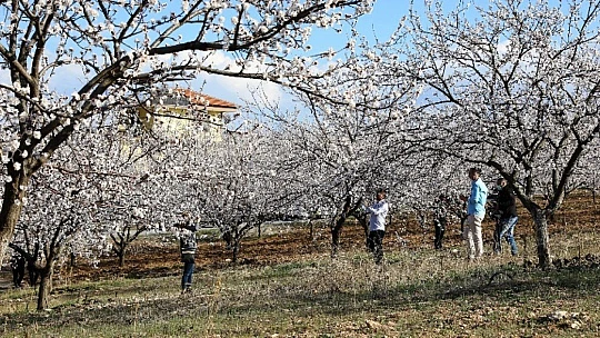 Kayısı Çiçeği Şenliği Konukları Battalgazi'ye Hayran Kaldı