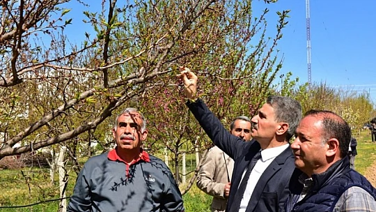 Vali Baruş, Zirai Don Nedeniyle Hasar Gören Kayısı Bahçelerinde İncelemelerde Bulundu