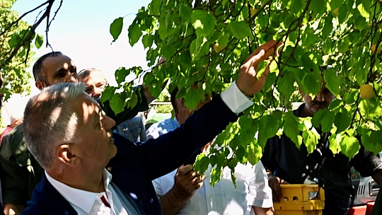 Malatya'da Kayısı Hasadı Başladı