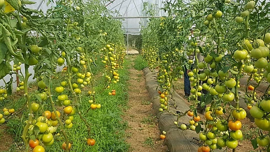 Yeşilyurt Belediyesi Tarımsal Hizmetlerde Büyük Bir Mesafe Kat Etti