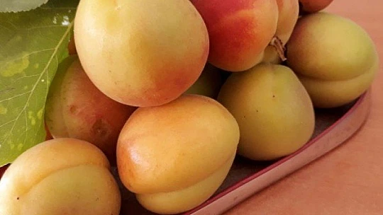 Tarihi Ana Şahitlik Edenlere Malatya Kayısısı İkram Edeceğiz