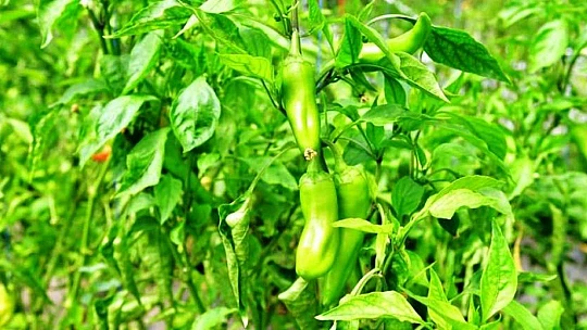 Çınar, Yeşilyurt Kadın Girişimi Ve İşletme Kooperatifi Üyelerini Sera Alanında Ağırladı