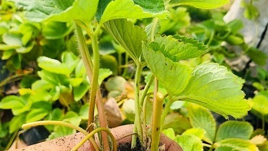 Çınar, İyi Tarım Uygulamalarını Farklı Projelerimizle Destekliyoruz