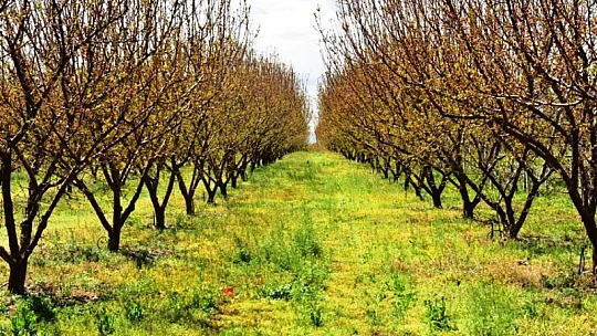 Vali Baruş, Zirai Don Nedeniyle Hasar Gören Kayısı Bahçelerinde İncelemelerde Bulundu