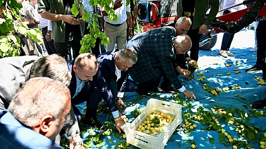 Malatya'da Kayısı Hasadı Başladı