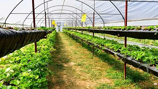 Çınar, Yeşilyurt Kadın Girişimi Ve İşletme Kooperatifi Üyelerini Sera Alanında Ağırladı