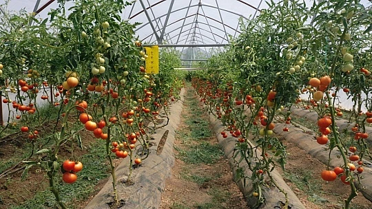 Çınar, 15 Ayda 21 Bin 225 Kilo, Yerli Ürün Hasadı Yaptık