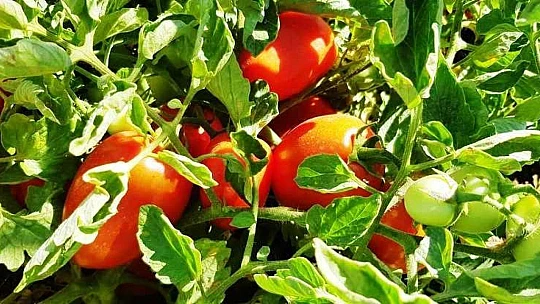 Çınar, Yeşilyurt Kadın Girişimi Ve İşletme Kooperatifi Üyelerini Sera Alanında Ağırladı