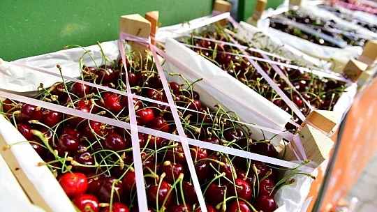 Yeşilyurt Belediyesi, Gündüzbey Ve Fatih Mahallelerine 'Kiraz Ve Vişne Bahçesi' Kuruyor