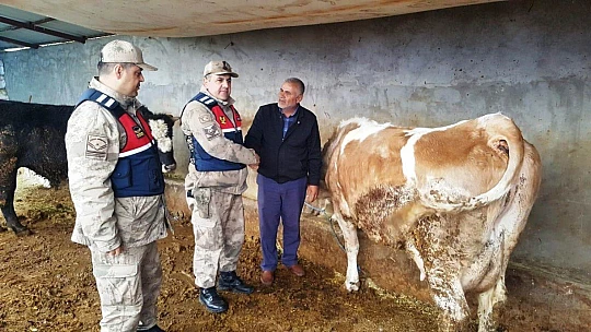 Akçadağ'da Çalınan 24 Adet Büyük Baş Hayvan Sahiplerine Teslim Edildi
