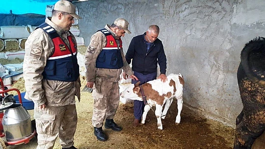 Akçadağ'da Çalınan 24 Adet Büyük Baş Hayvan Sahiplerine Teslim Edildi