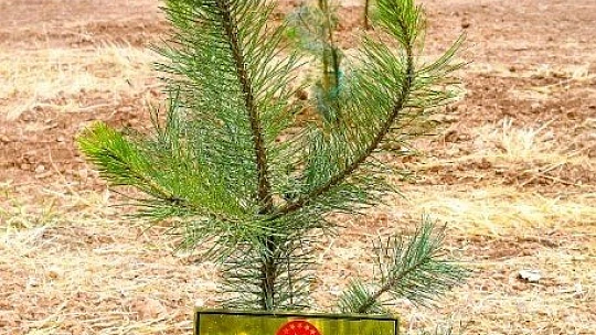 Babalar Günü Hatıra Ormanı'nda Fidanlar Toprakla Buluştu