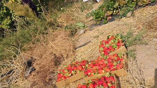 Kale Çileği Kadınlara ve Gençlere Gelir Kapısı Olacak