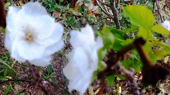 Malatya'da Kaysı Ağacı, Elma Çiçeği Açtı
