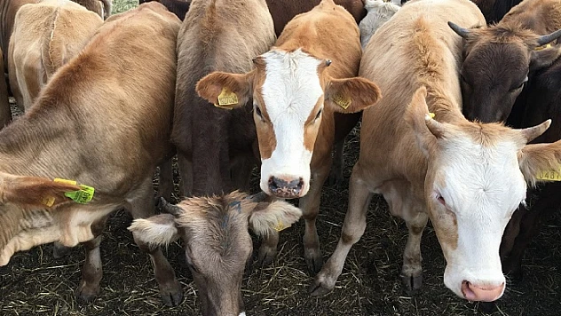 2026 Besilik Hayvan İthalatında Türkvet Şartı