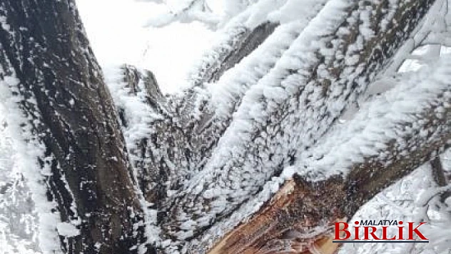 Ağbaba, Darende'de Kayısı Ağaçları Buzlanma Kurbanı