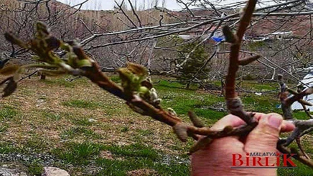 Ağbaba, Zirai Dondan Zarar Gören Üreticilerin Yaraları Sarılsın