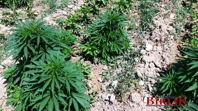 Akçadağ'da 505 Kök Hint Keneviri Ele Geçirildi