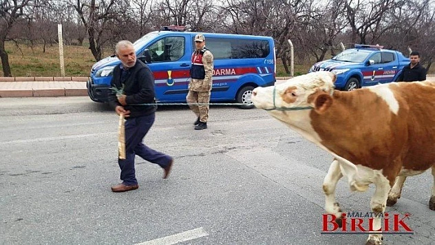 Akçadağ'da Çalınan 24 Adet Büyük Baş Hayvan Sahiplerine Teslim Edildi