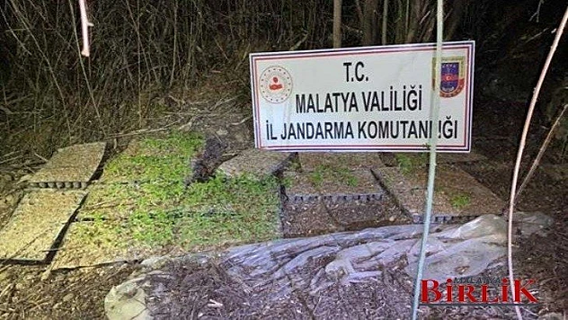 Akçadağ'da Yasadışı Kenevir Ekimi