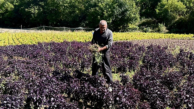 Alım Garantili Reyhan Üretimiyle Arapgir Markalaşıyor