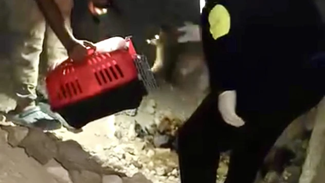 Anne Köpek Mağarada Can Verdi, 3 Yavru Kurtarıldı