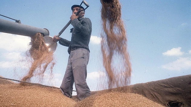 Arpa ve Buğdayda Fiyat Güncellemesi: TMO Ekim 2025 Satış Tarifesi