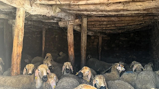 Asfalt ve Parke Yollar Sorunu Çözmedi, Hayvancılık Hâlâ Zor