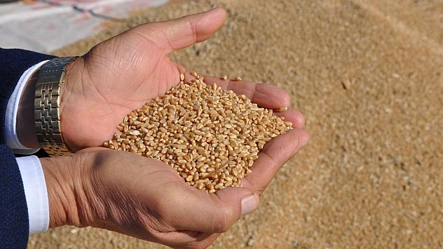 Ayçiçek Yağı İhracatı 708 Milyon Dolara Yükseldi