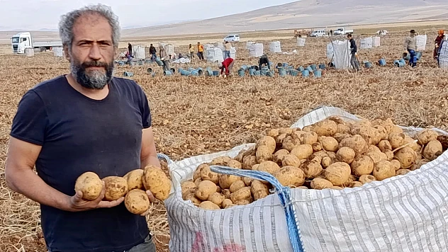 Başdirek Patatesi 6 Ay Raf Ömrüyle Talep Görüyor