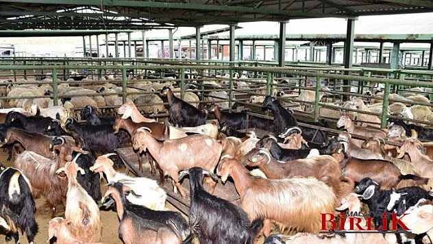 Başkan Özcan Canlı Hayvan Pazarını Ziyaret Etti