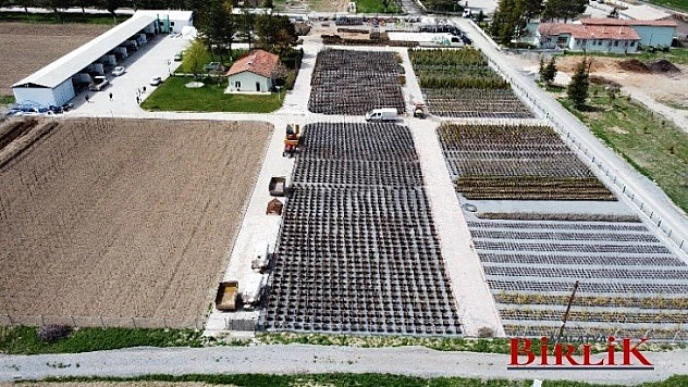 Battalgazi Belediyesi Cam Seralarda Süs Çiçekleri Yetiştiriyor