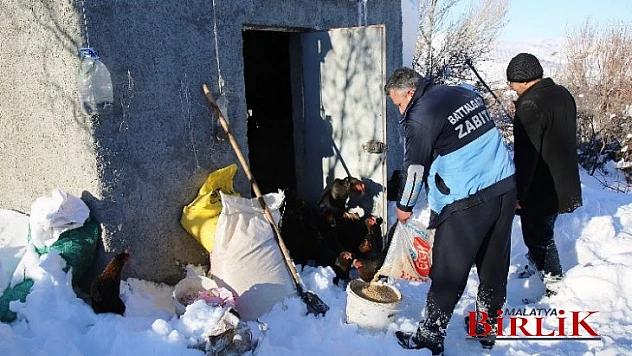 Battalgazi Belediyesi Ekipleri 'Tavukları' Telef Olmaktan Kurtardı