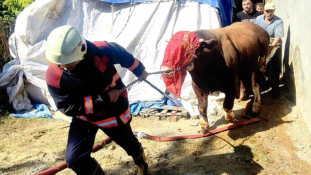 Battalgazi'de Ahır Yangını: 8 Büyükbaş Hayvan Kurtarıldı