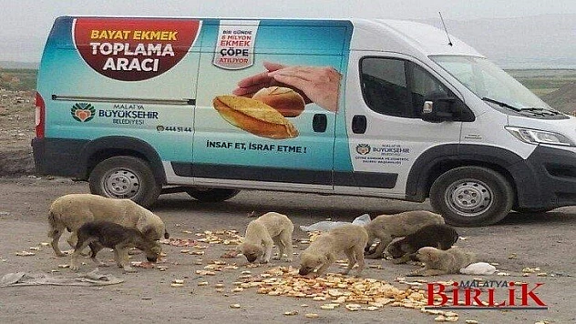 Büyükşehir Belediyesi Sokak Hayvanlarını Unutmuyor