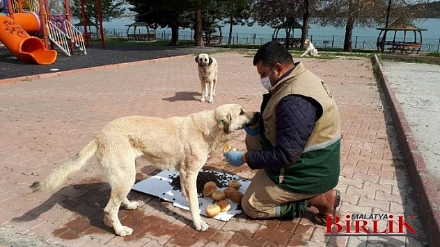 Büyükşehir Belediyesi'nden Sokak Hayvanlarına Şefkat Eli 