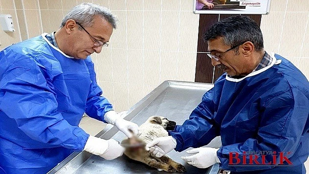 Büyükşehir Depremde Yaralanan Hayvanların Tedavilerini Yapıyor