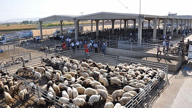 Buzağı, Malak, Kuzu ve Oğlak Destekleme İcmalleri Askıda
