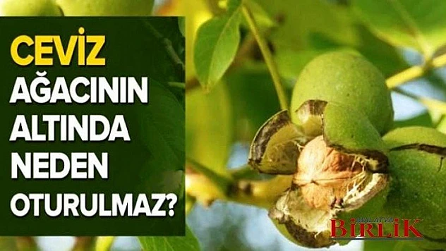 Ceviz Ağacının Dibinde Neden Oturulmaz Veya Uyunmaz?