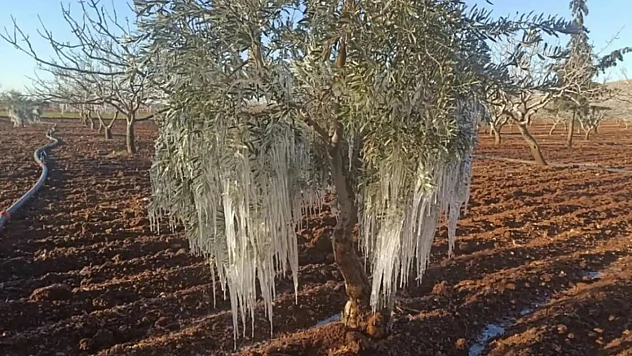 Çiftçiye Devlet Güvencesi: 2026'da Don, Kuraklık ve Afetler TARSİM Kapsamında