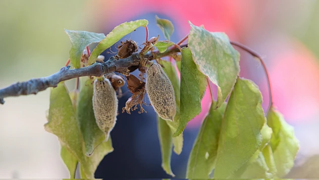 Çiftçiye Don Desteği: ÇKS Kayıtlılara 3 Milyar TL Ödeme Yapılacak