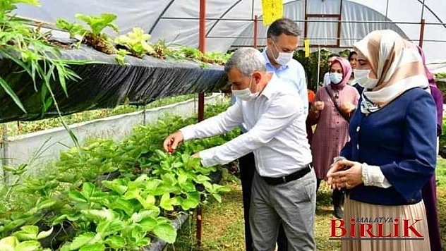 Çınar, Yeşilyurt Kadın Girişimi Ve İşletme Kooperatifi Üyelerini Sera Alanında Ağırladı