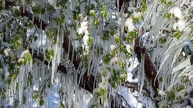 ÇKS'ye Kayıtlı Çiftçiye Zirai Don Desteği Verilecek