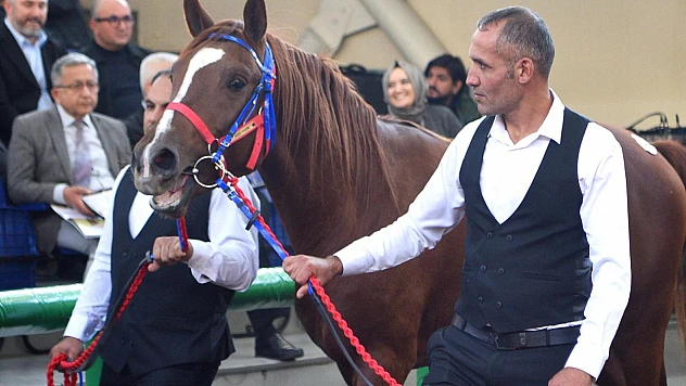Cumhuriyet Tarihinin Rekoru Kırıldı: Hızlı Yasin 10,5 Milyon Liraya Satıldı