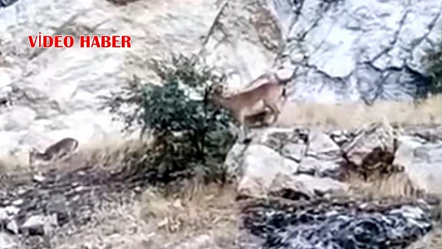 Darende'de Doğal Yaşam Kareleri: Yol Kenarında Yabani Keçi Sürüsü